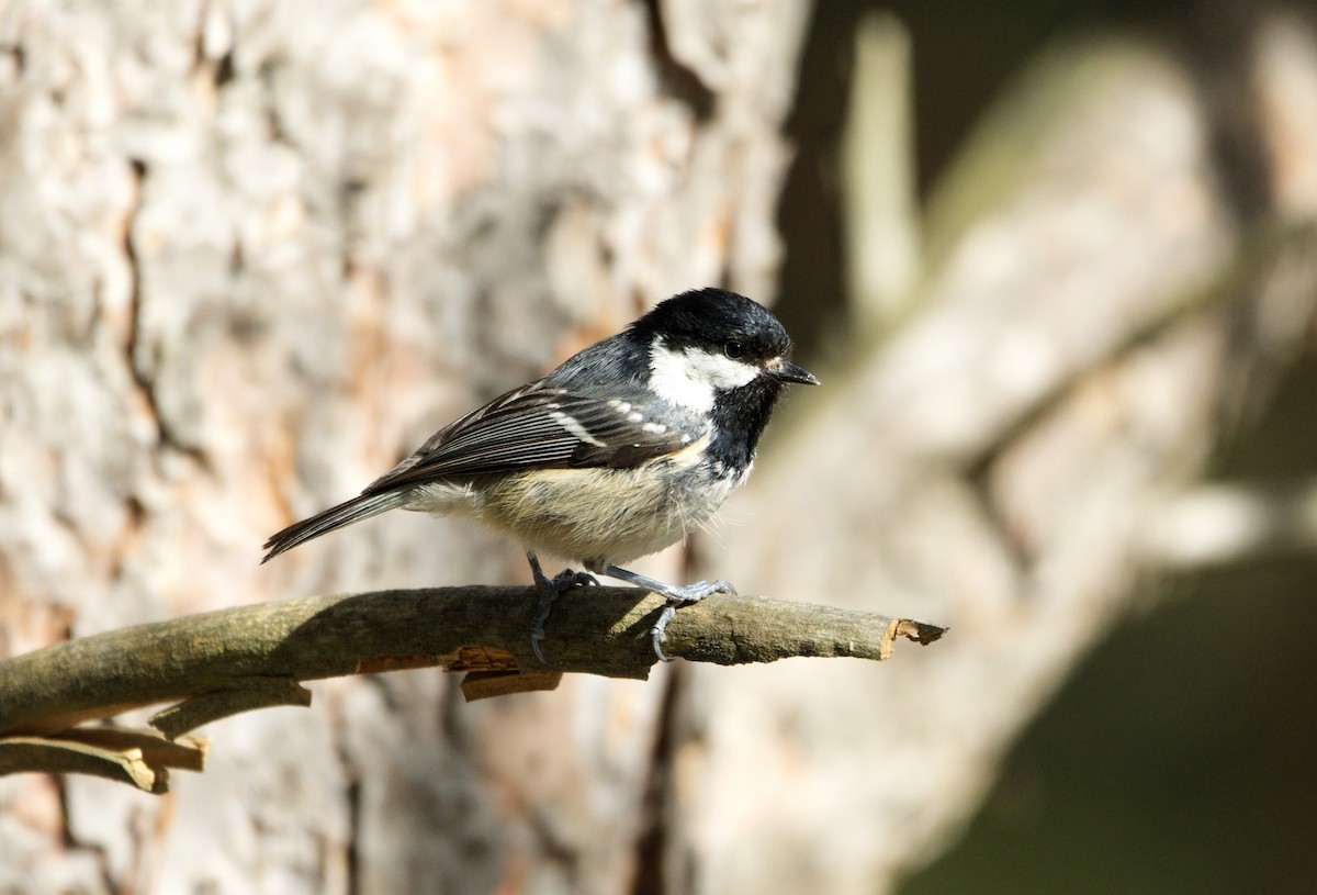 Coal Tit (Continental) - ML206263251
