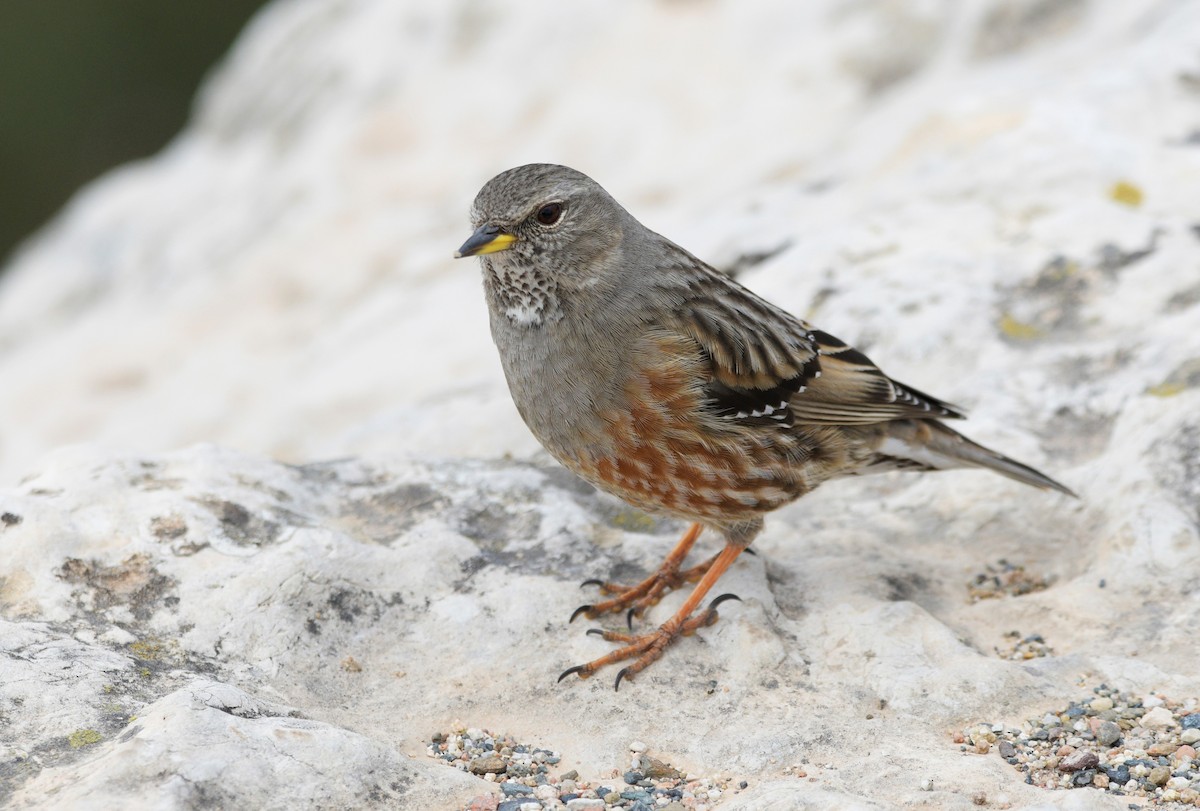 Тагийн хайруулдай - ML206263271