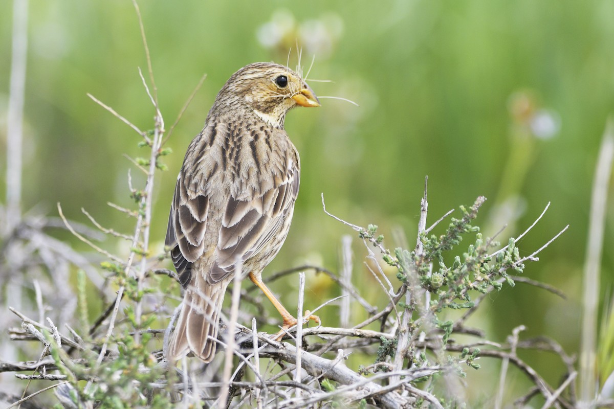 Corn Bunting - ML206263281