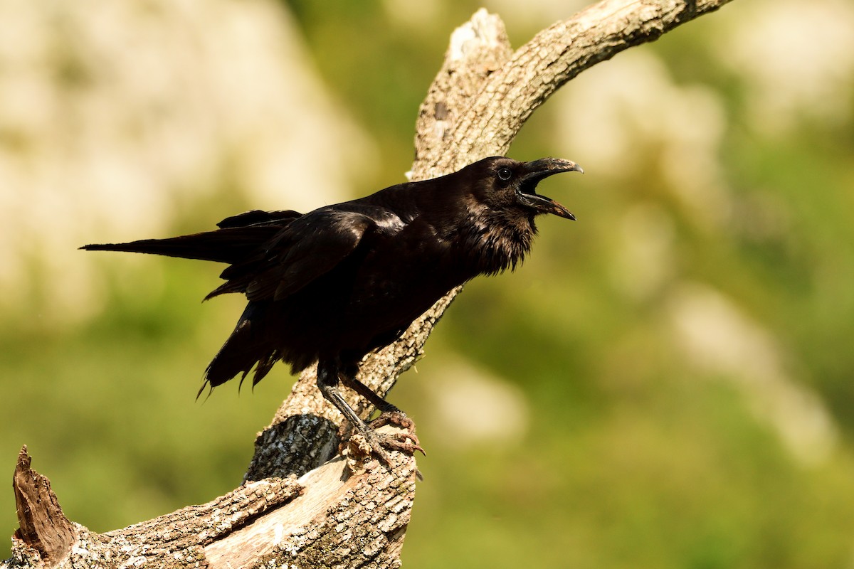 Хон хэрээ - ML206263291