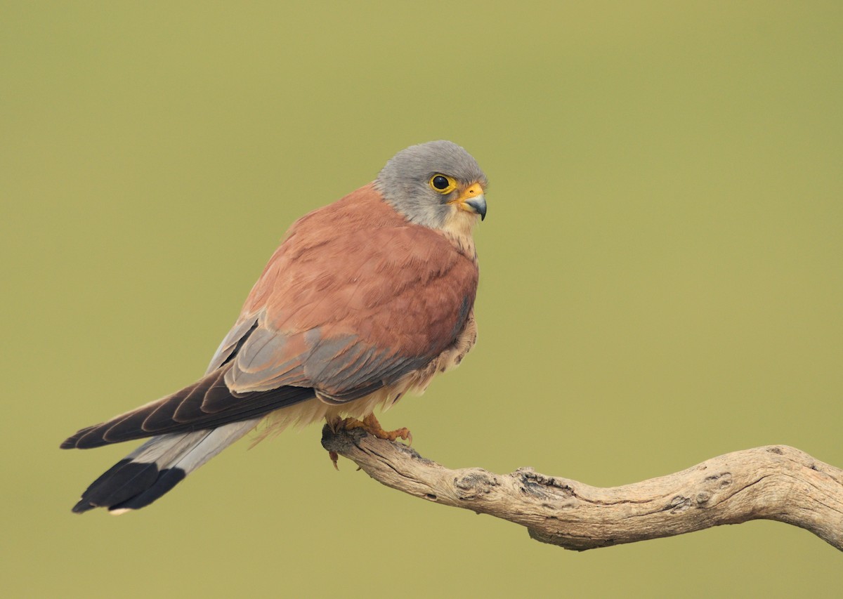 Зээрд шонхор - ML206263301