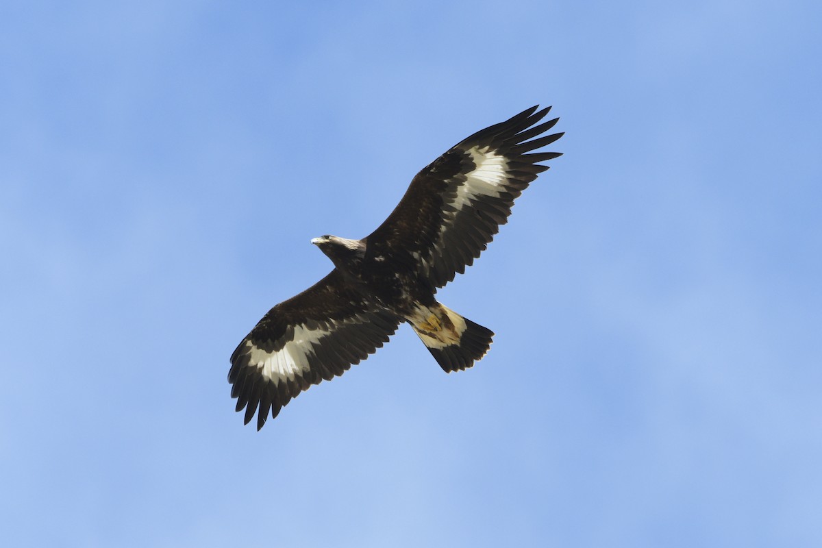 Цармын бүргэд - ML206263311