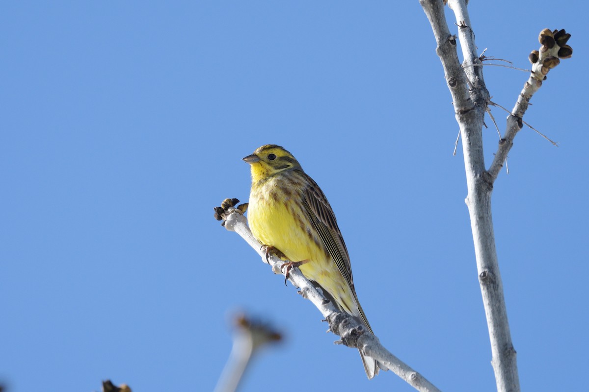 Алтан хөмрөг - ML206263321