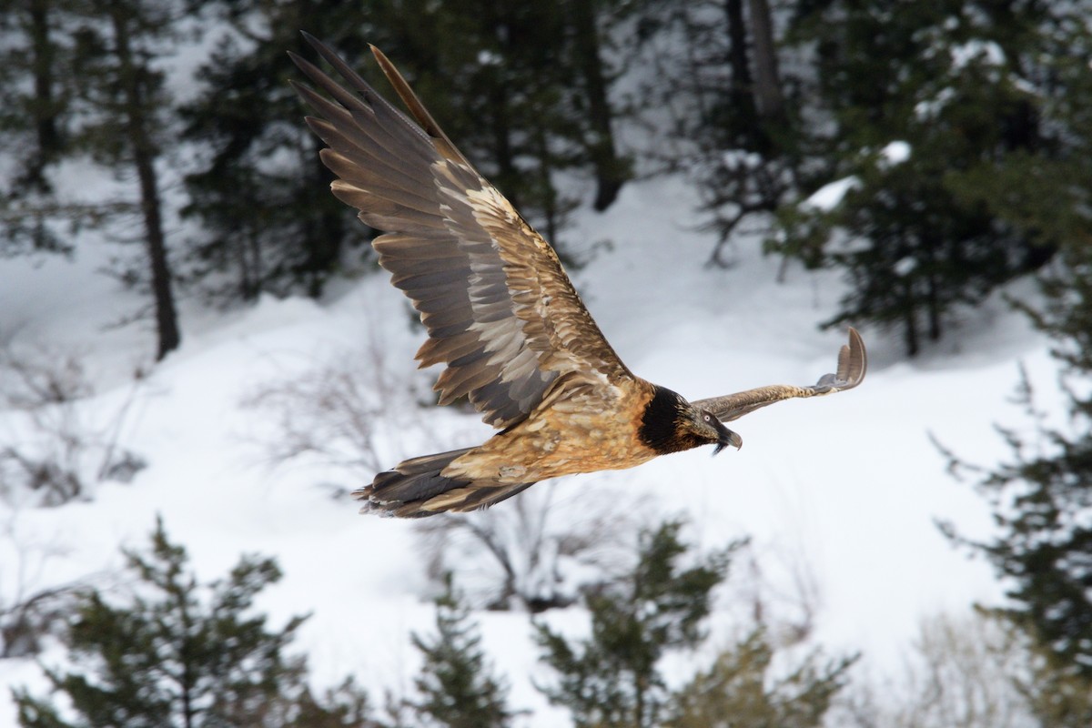 Bearded Vulture (Eurasian) - ML206263331