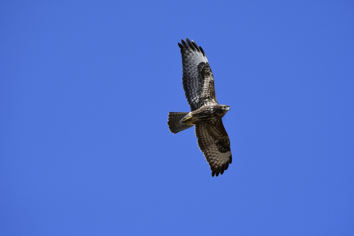 Common Buzzard (Western) - ML206263341
