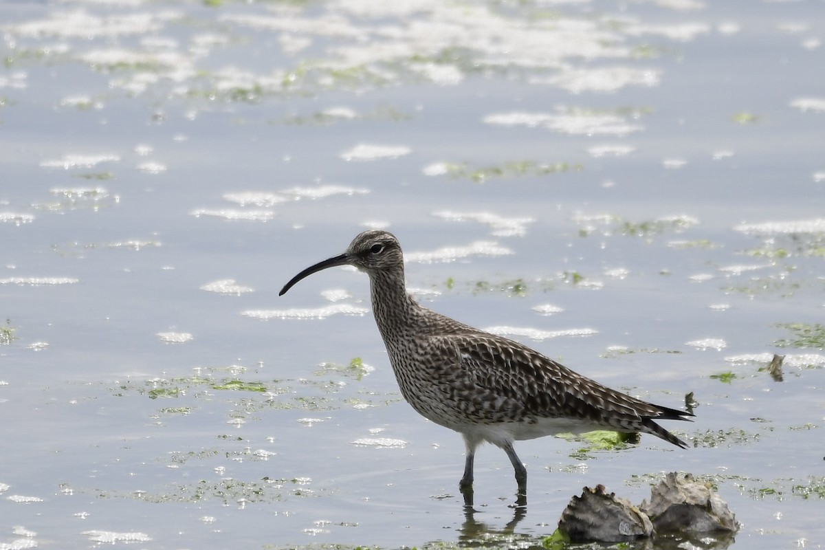 Eurasian Whimbrel (European) - ML206263351