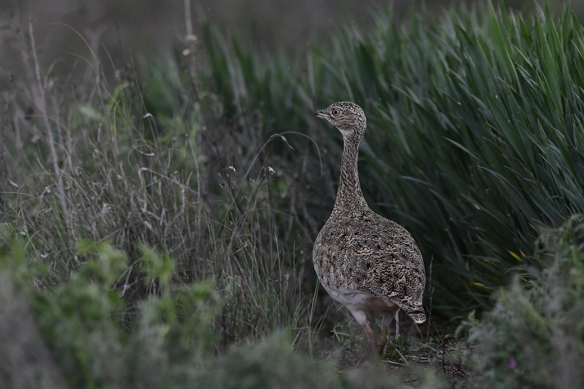 Little Bustard - ML206263361
