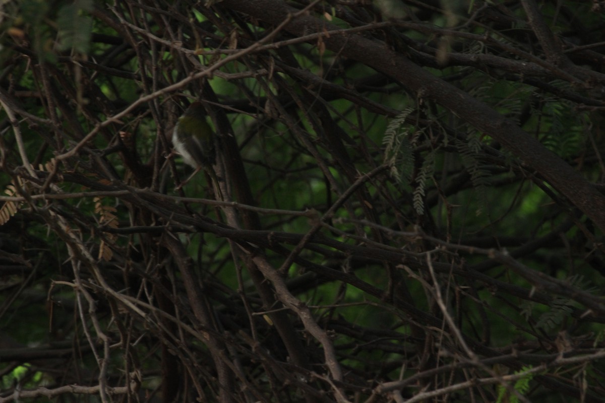 Common Tailorbird - ML206264141