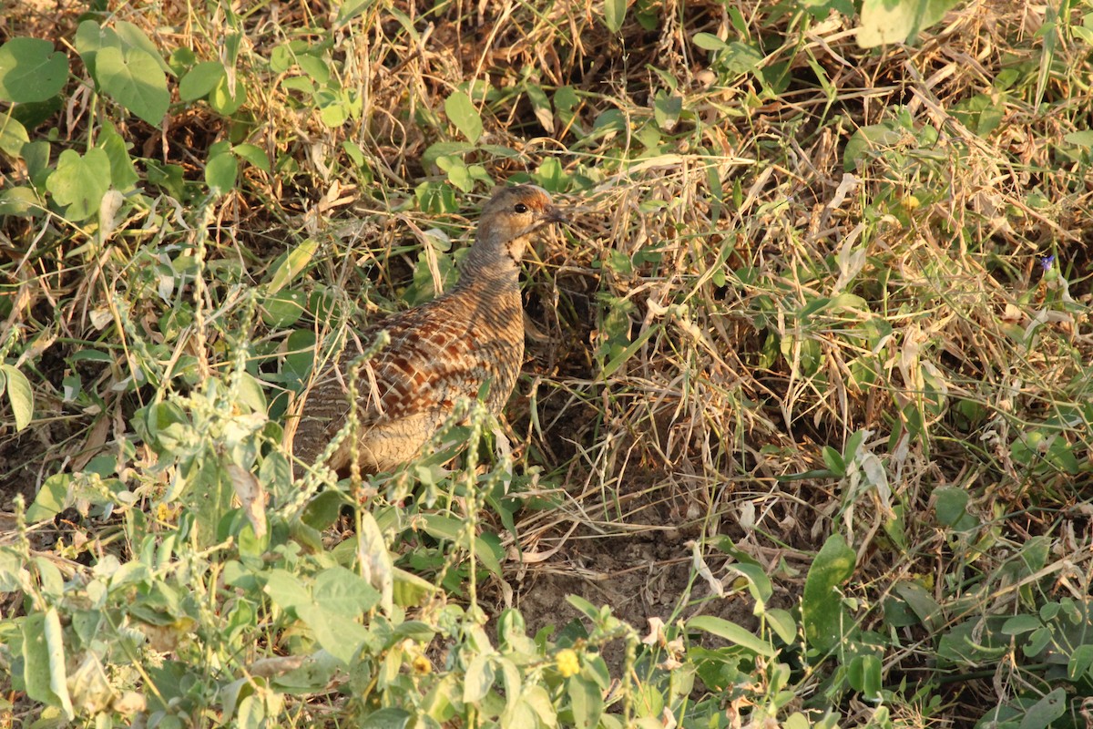 Gray Francolin - ML206264151