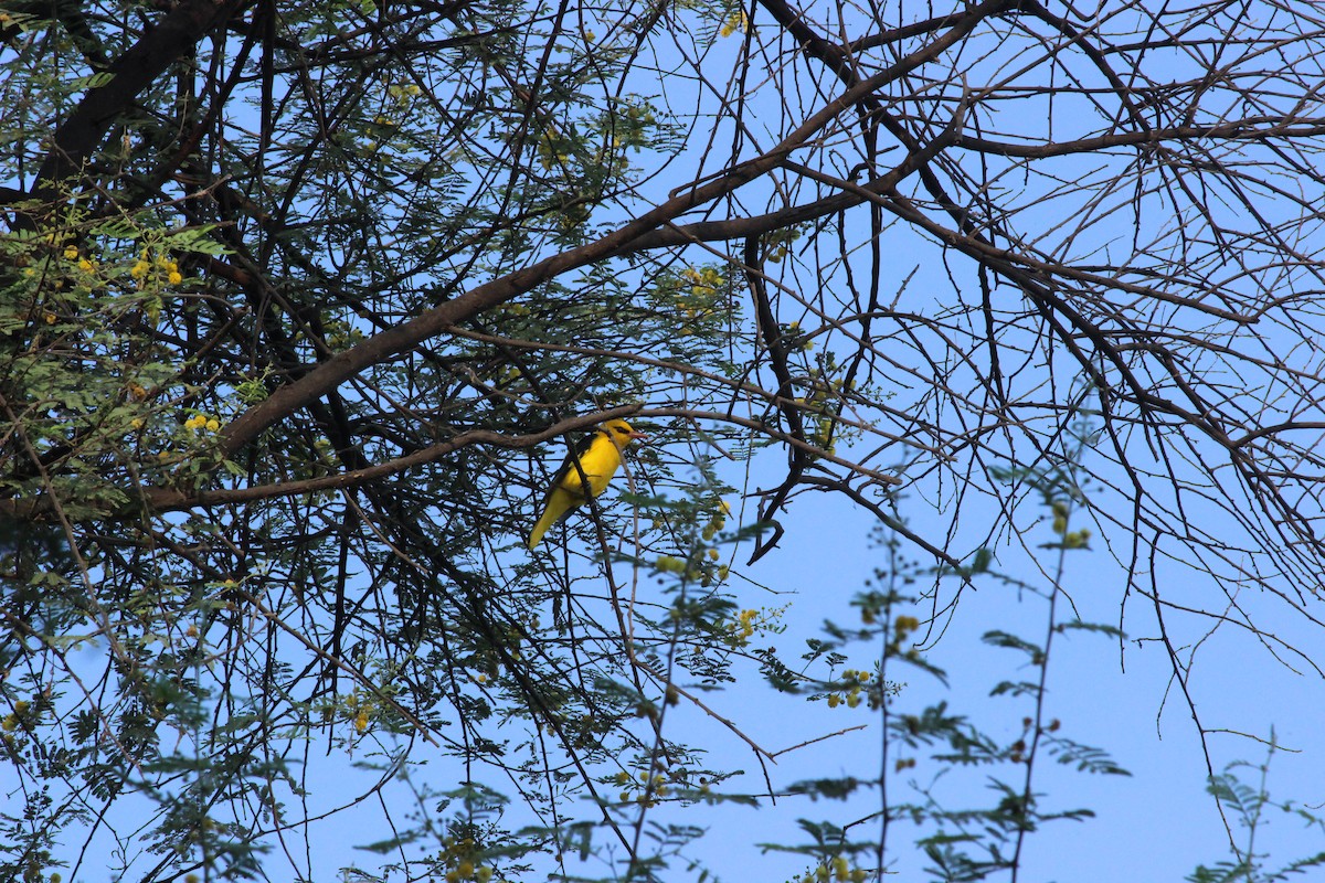 Indian Golden Oriole - ML206264171