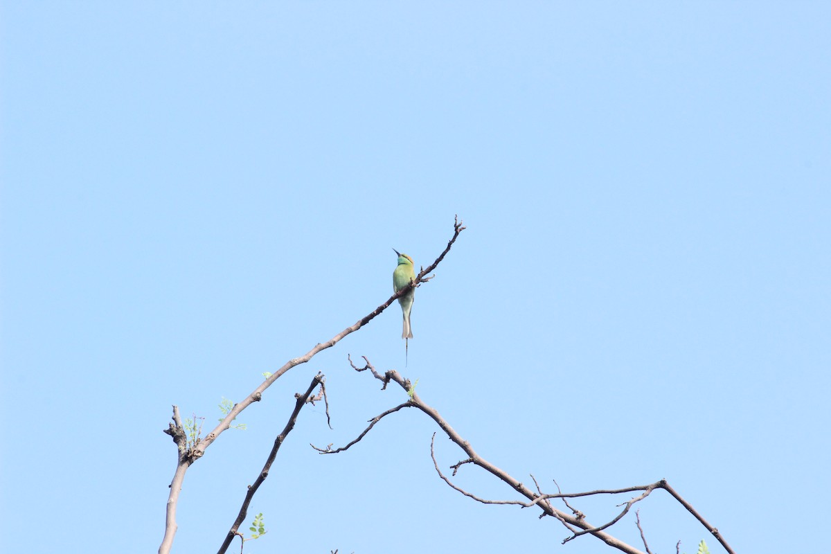 Asian Green Bee-eater - ML206264201