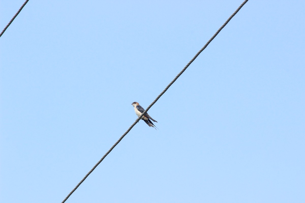 Red-rumped Swallow - ML206264221