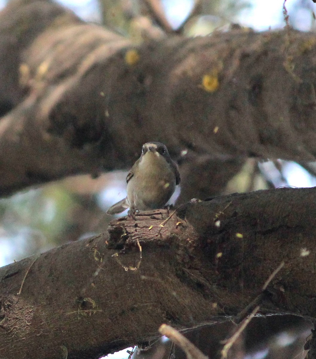 ub. fugl (Aves sp.) - ML206264491