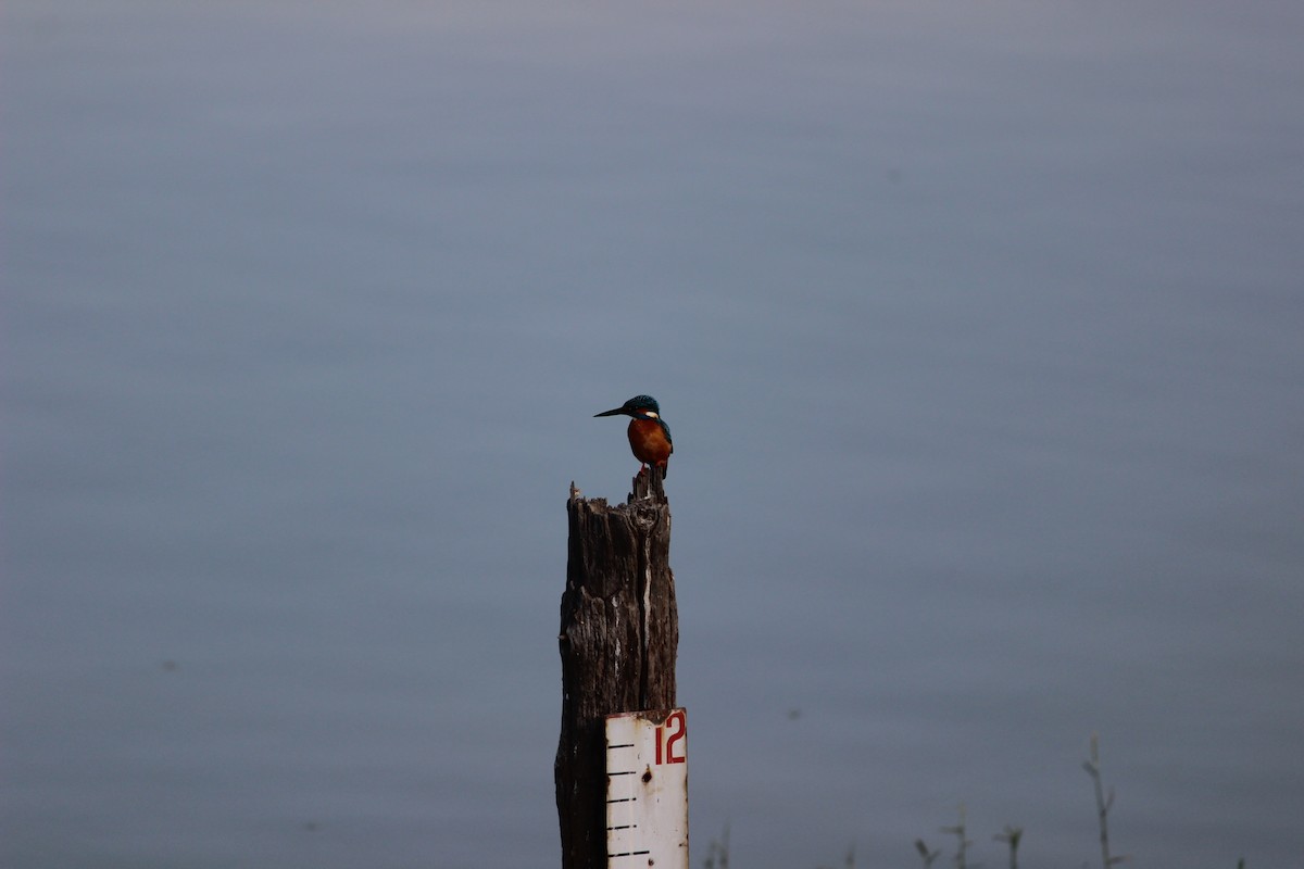 Common Kingfisher - Rajubhai Patel