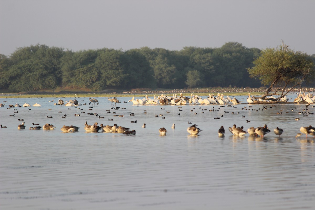 Great White Pelican - Rajubhai Patel