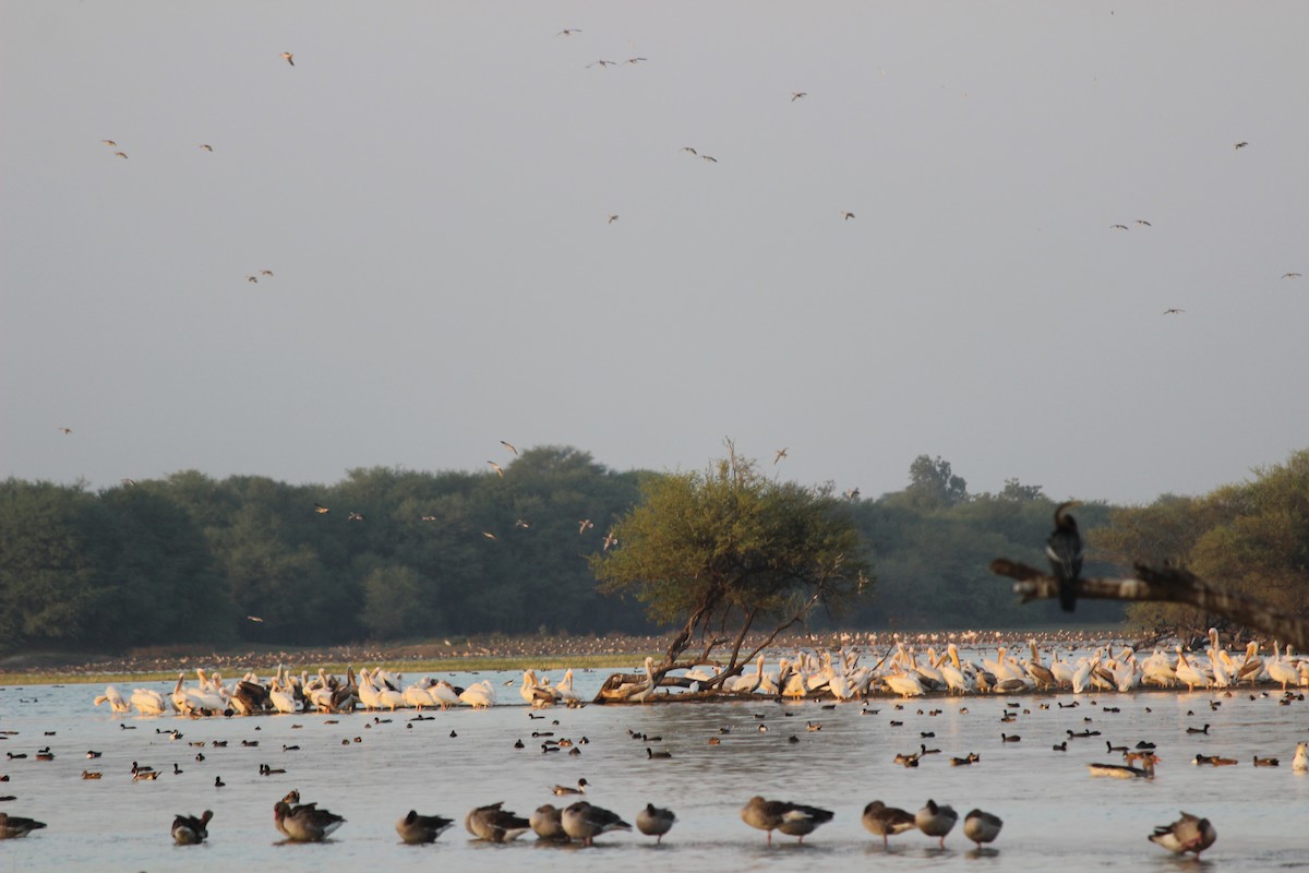 Great White Pelican - Rajubhai Patel