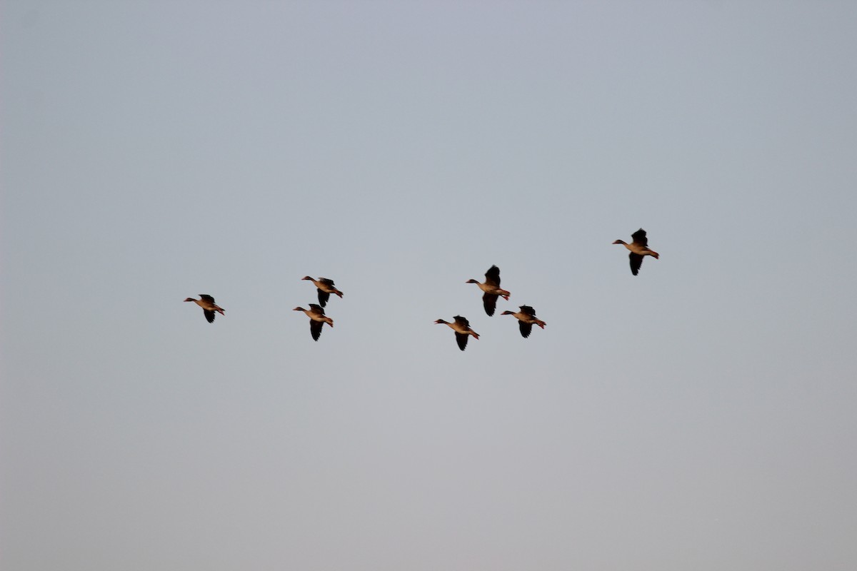 Graylag Goose - Rajubhai Patel