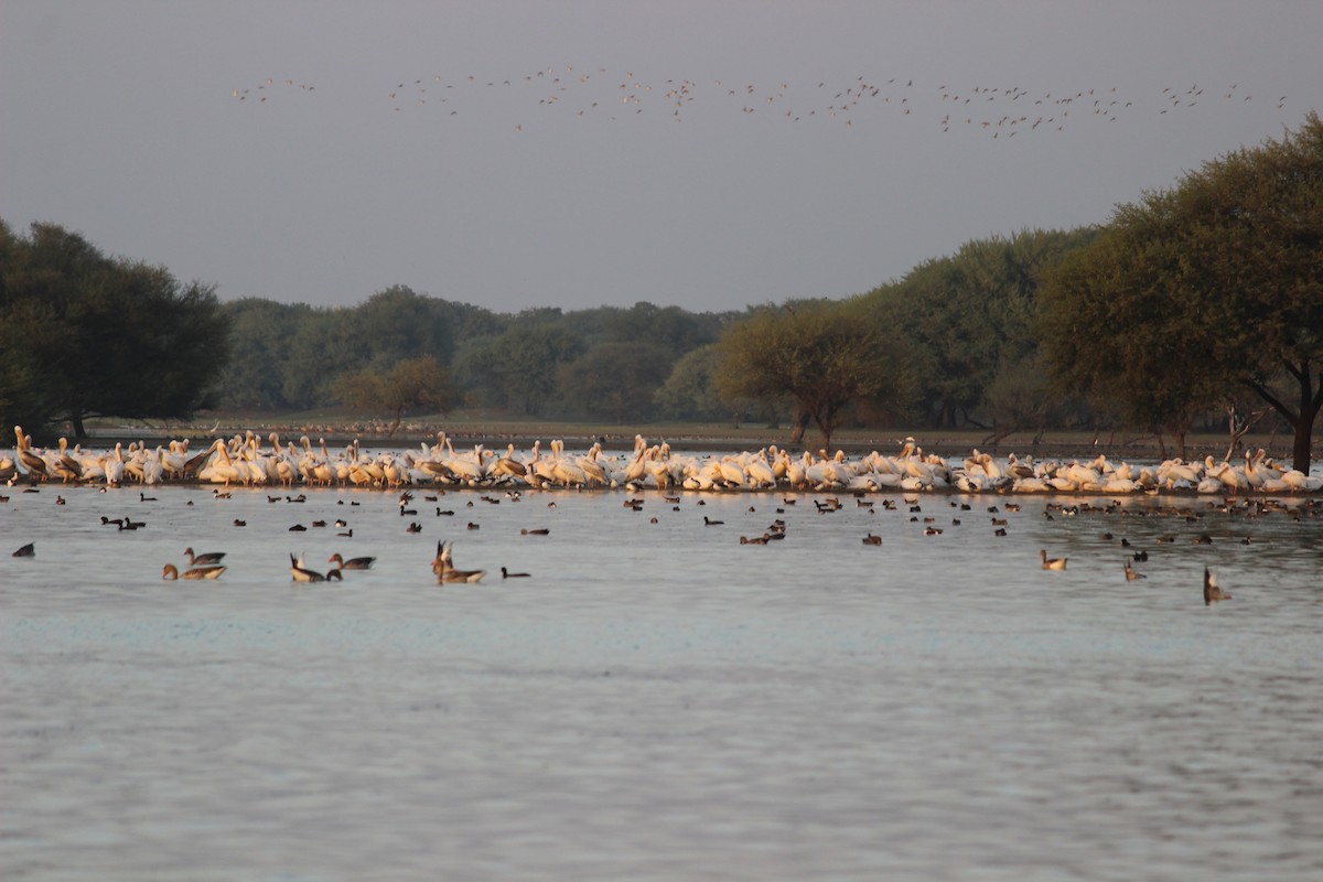 Great White Pelican - Rajubhai Patel