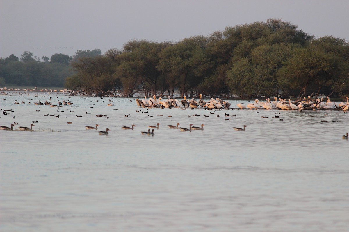 Great White Pelican - ML206264811