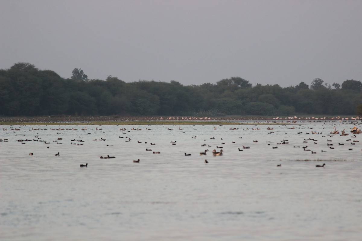 rosenflamingo - ML206264821