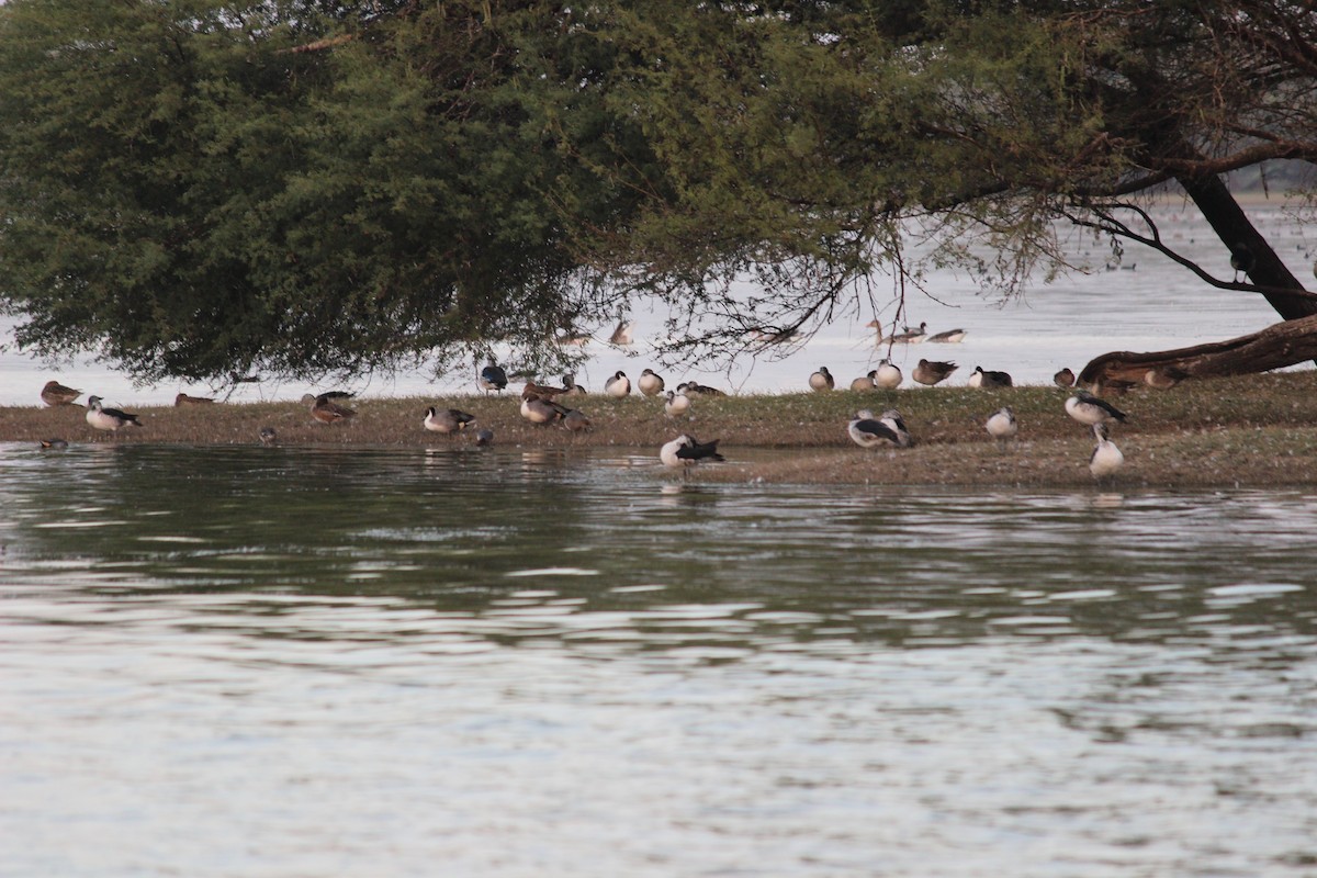 Northern Pintail - ML206264831