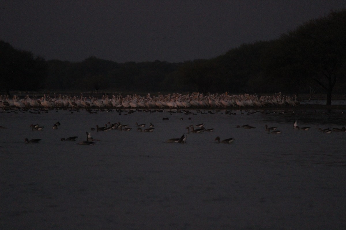 Great White Pelican - ML206264841