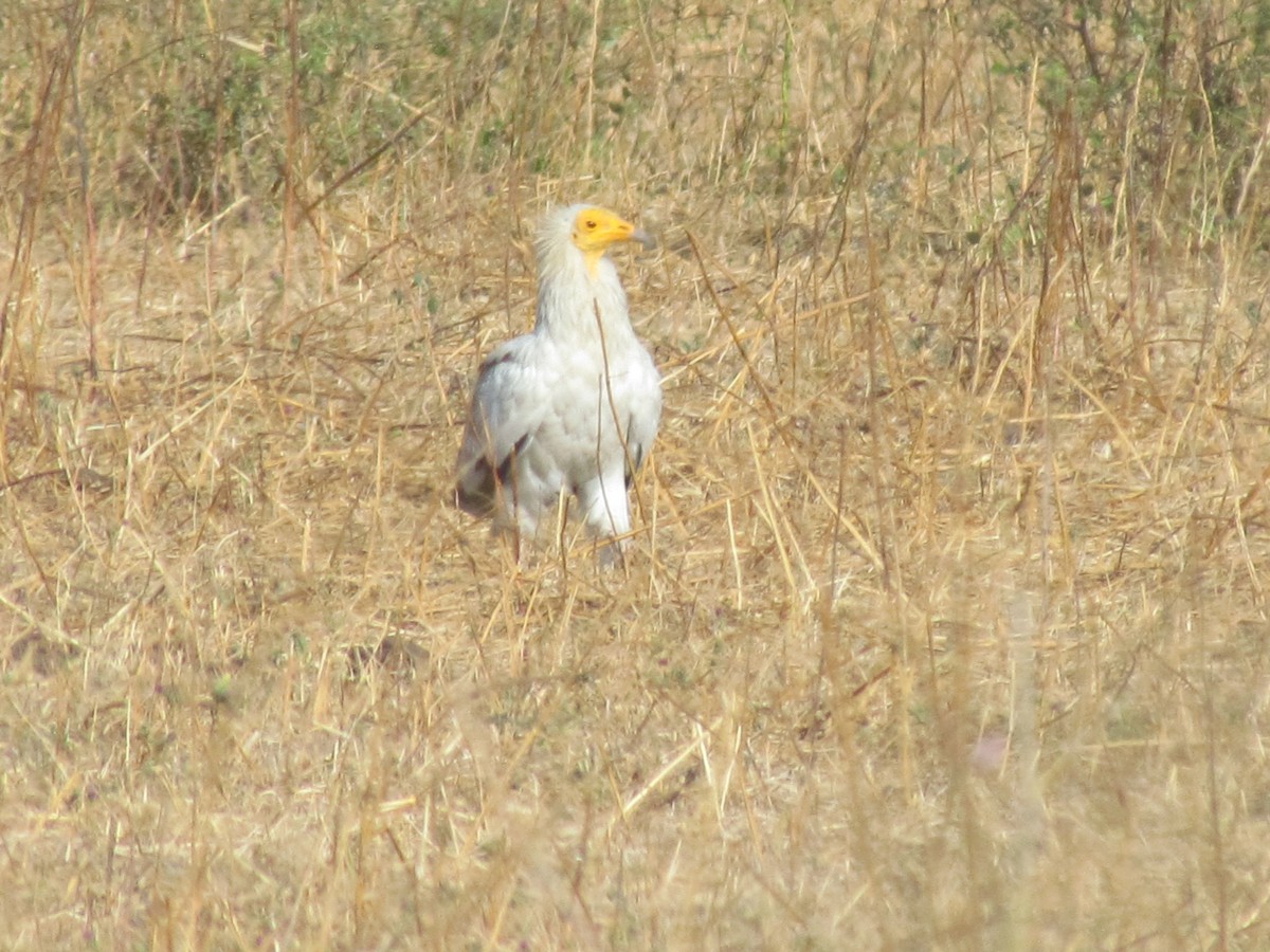 Egyptian Vulture - ML206264851