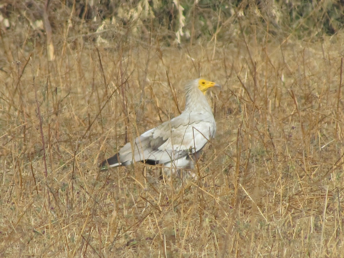 Egyptian Vulture - ML206264861