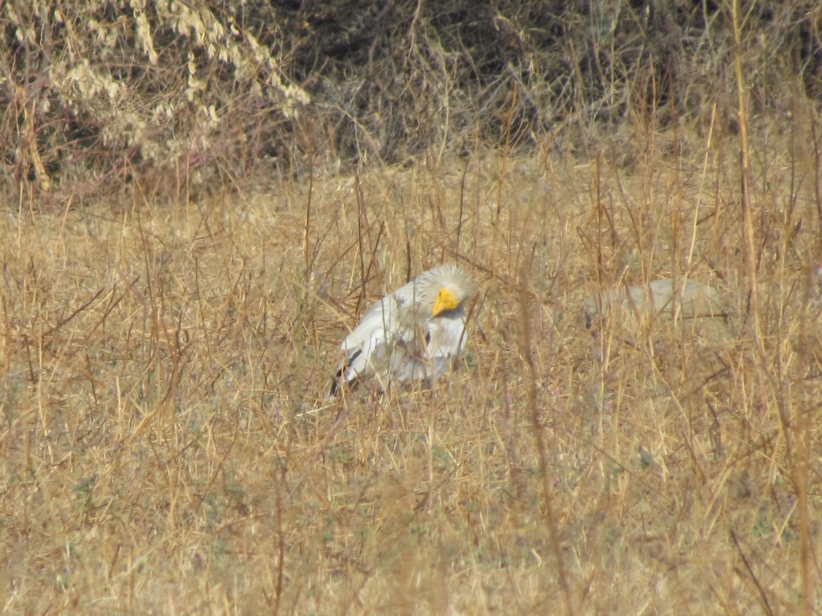 Egyptian Vulture - ML206264871