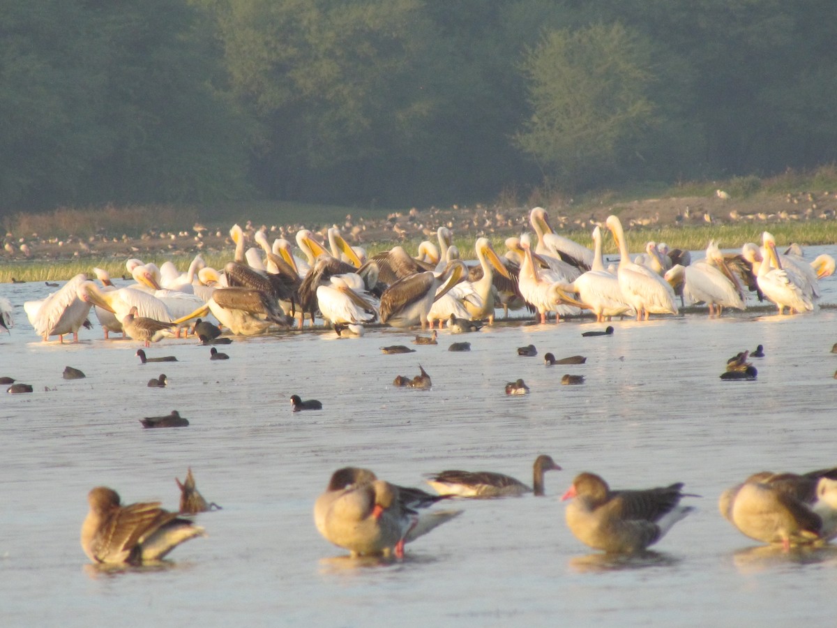 Great White Pelican - ML206264881