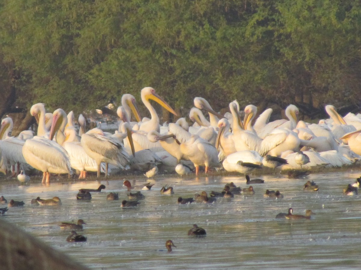 Great White Pelican - ML206264901