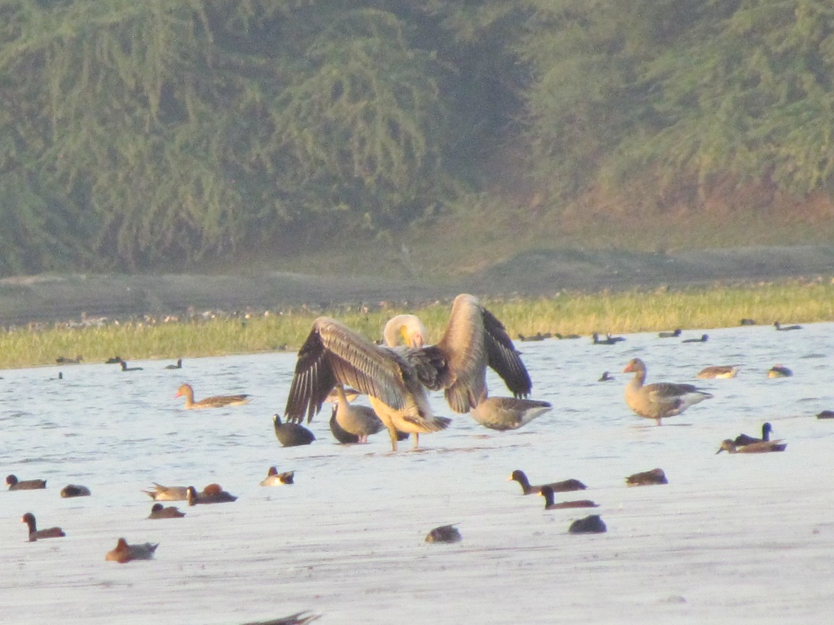 Great White Pelican - ML206264921