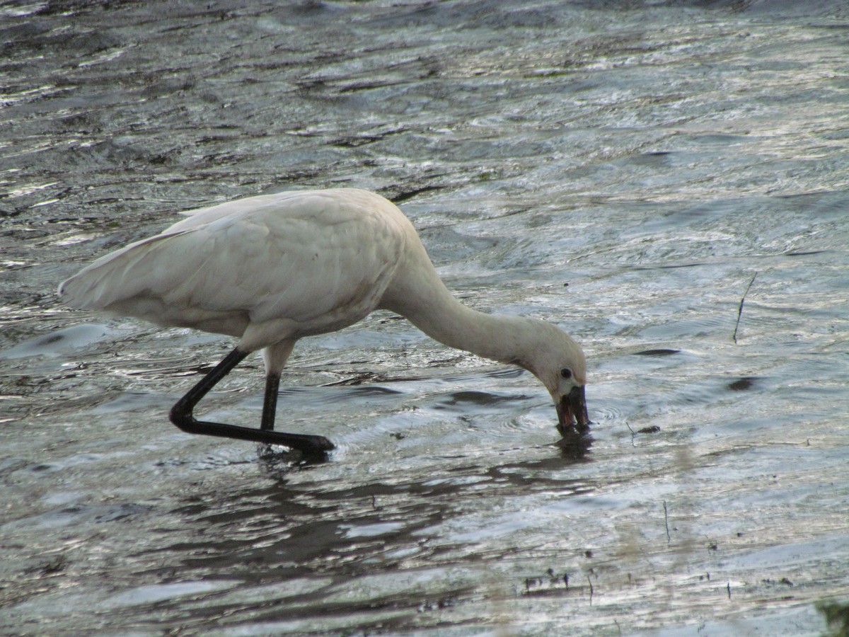 Eurasian Spoonbill - Rajubhai Patel