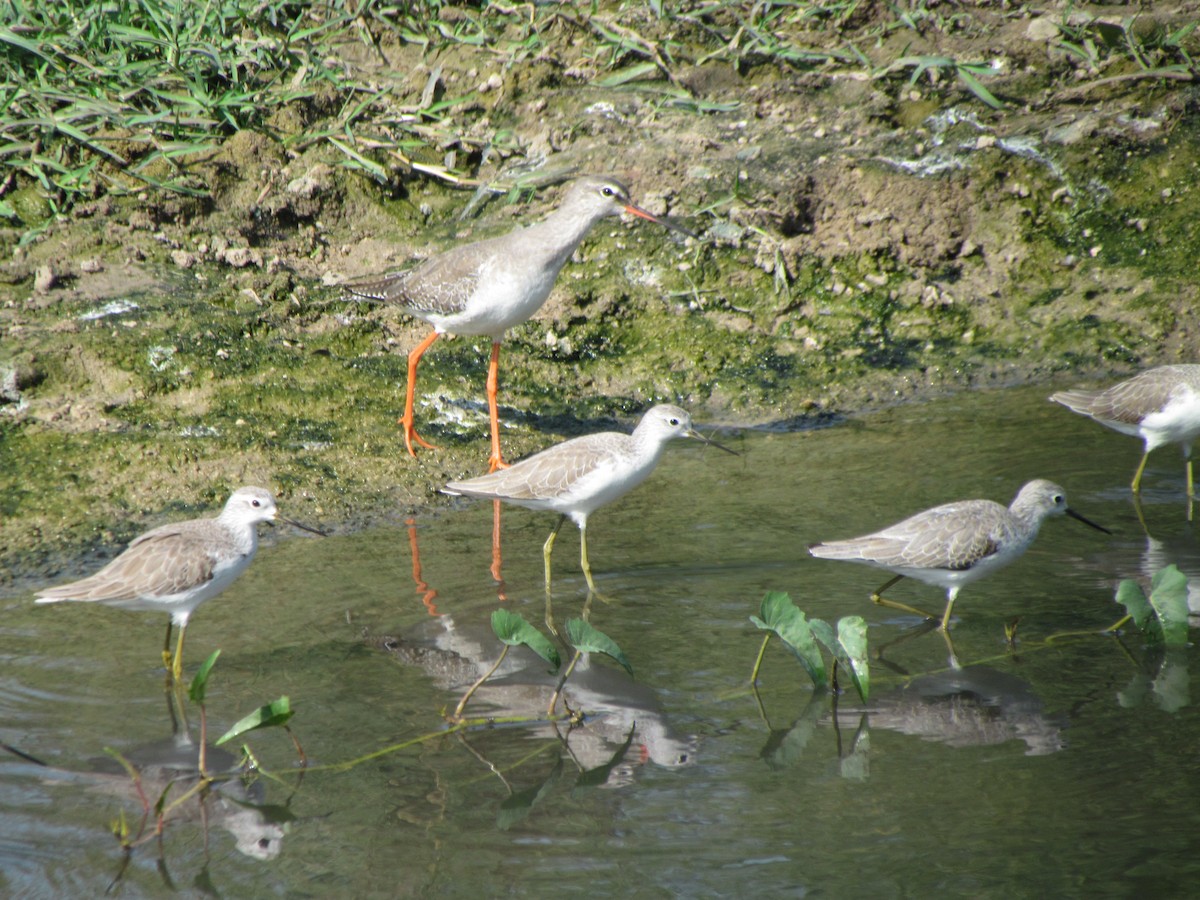 Marsh Sandpiper - ML206265341