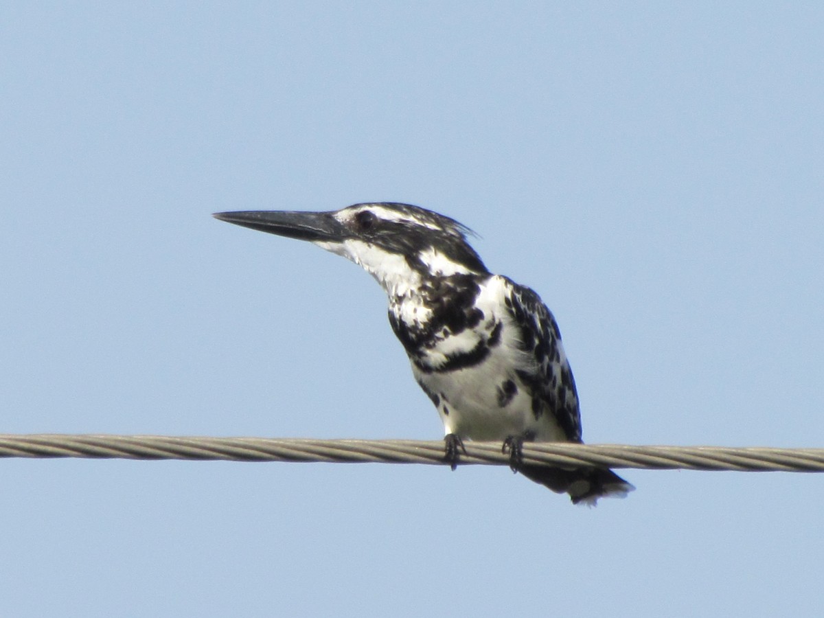 Pied Kingfisher - Rajubhai Patel