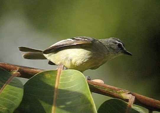 White-lored Tyrannulet - David Ascanio