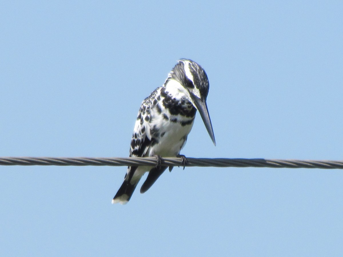 Pied Kingfisher - Rajubhai Patel