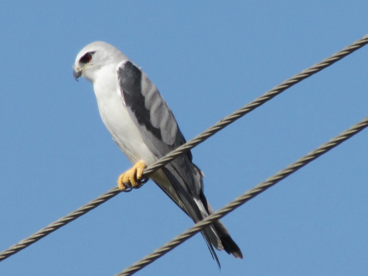 Black-winged Kite - ML206266311