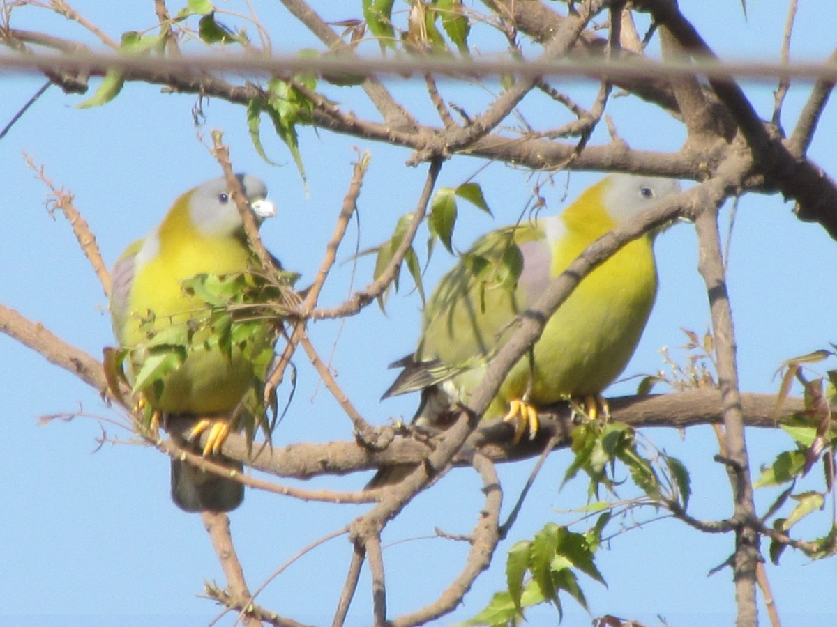 Yellow-footed Green-Pigeon - Rajubhai Patel