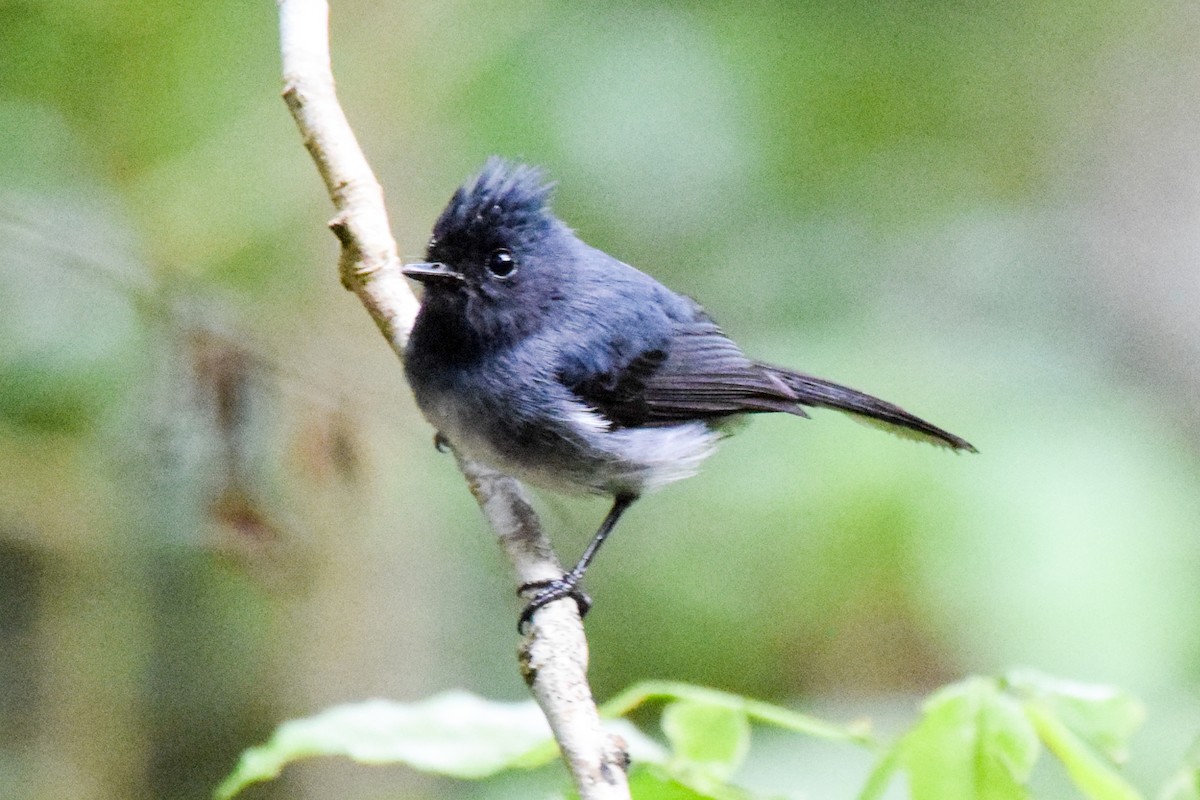 White-tailed Crested Flycatcher - ML206269901