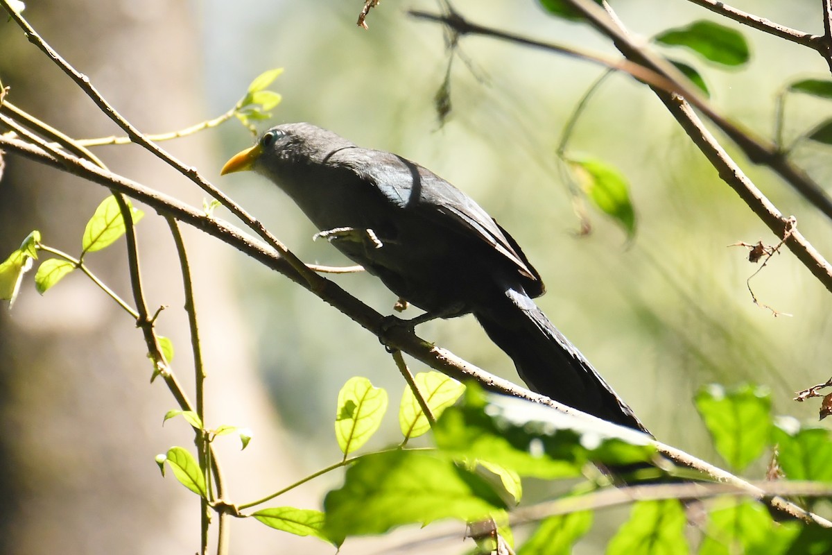 Blue Malkoha - ML206270111