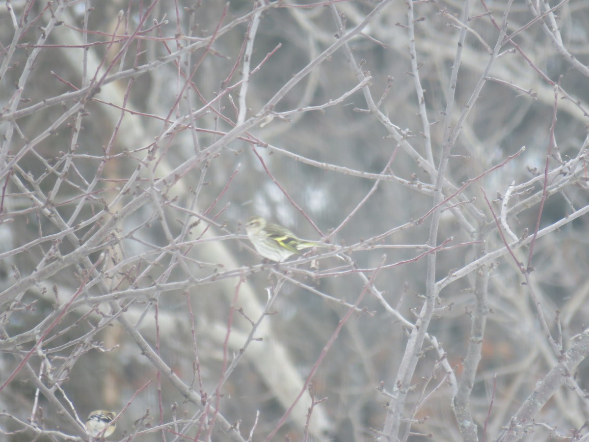 Pine Siskin (green morph) - Carter Dorscht