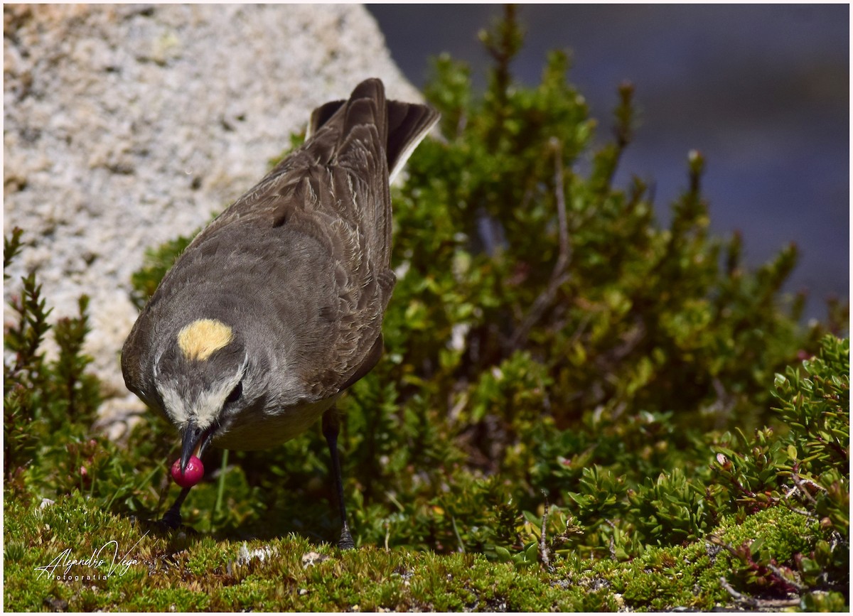 Ochre-naped Ground-Tyrant - ML206271981