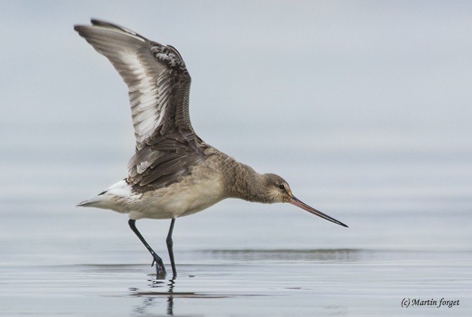 Hudsonian Godwit - ML20627341