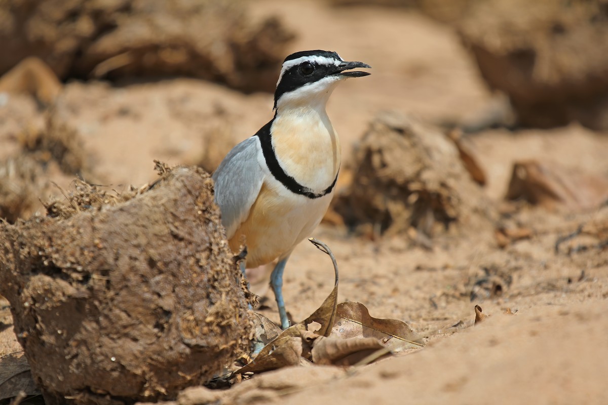 Egyptian Plover - ML206274251