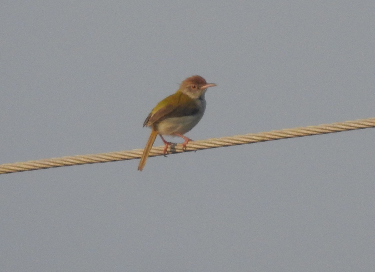 Common Tailorbird - ML206274571