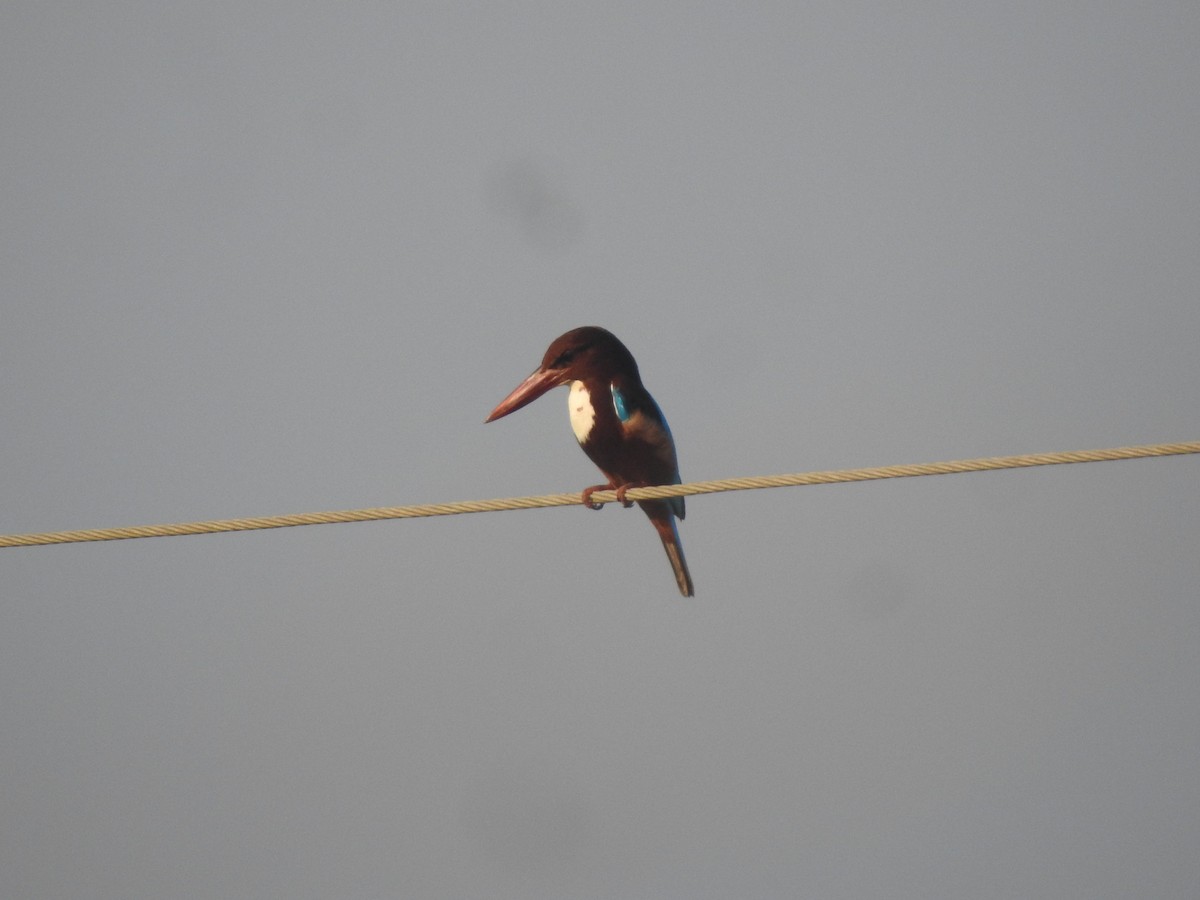 White-throated Kingfisher - ML206274611