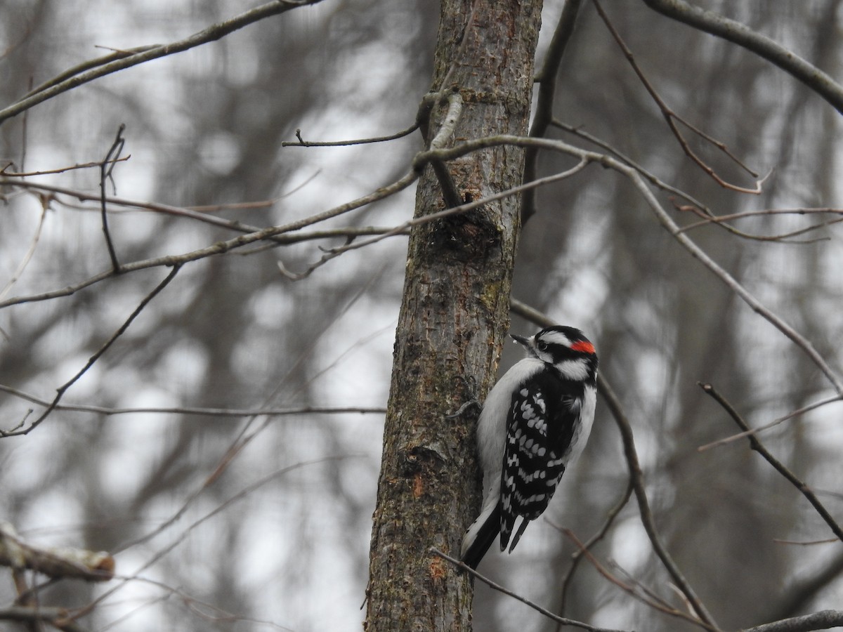 Downy Woodpecker - ML206275391