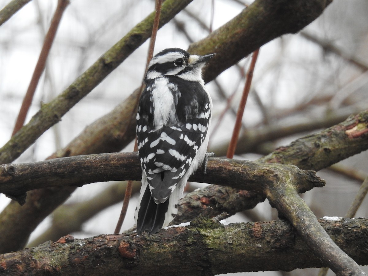 Downy Woodpecker - ML206275591