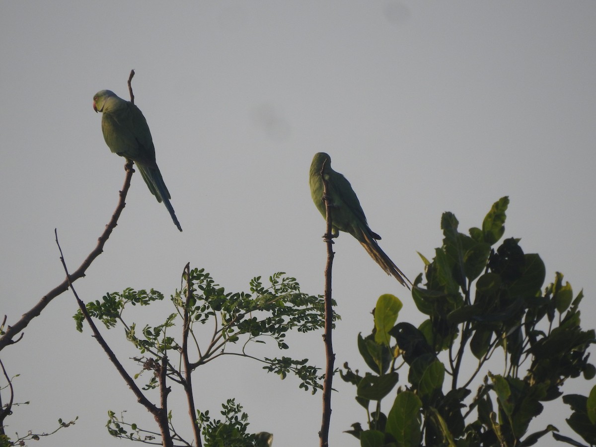 Rose-ringed Parakeet - ML206276051